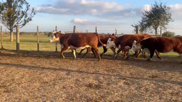 Lote 32 Vaquillonas preñadas en Corrientes, Curuzú-Cuatiá