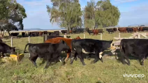 Lote 88 Terneras en Balcarce, Buenos Aires