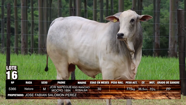 Lote Nelore