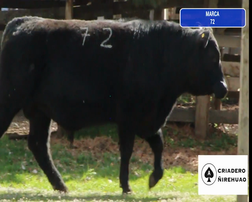 Lote 1 Toro en Coyhaique, XI Región Aysén