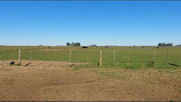 Lote 45 Novillitos en Rauch, Buenos Aires