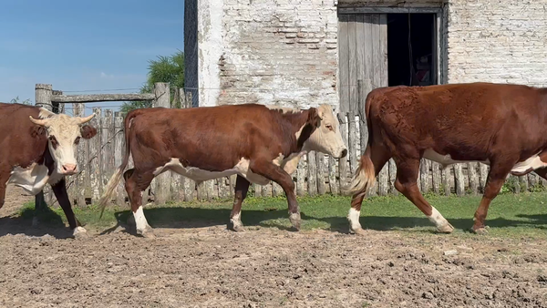 Lote 42 Novillitos