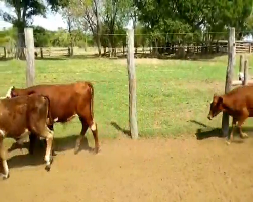 Lote 80 Terneros en La Leonesa, Chaco