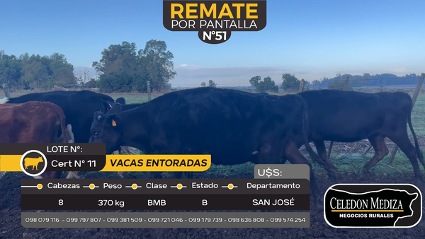 Lote 8 Vacas Entoradas en San José , San José