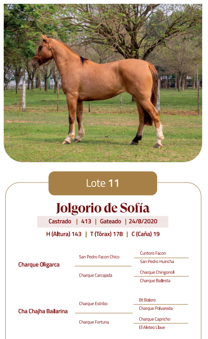 Lote LOTE 11