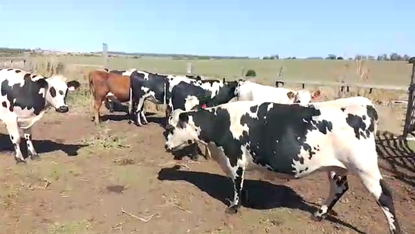 Lote 8 Vaquillonas  CP Hs AA Ho 400kg -  en Cuchilla Vichadero