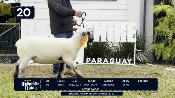 Lote LOTE 20