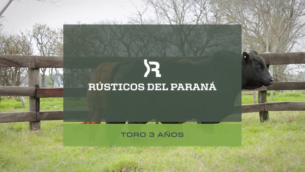 Lote Toros