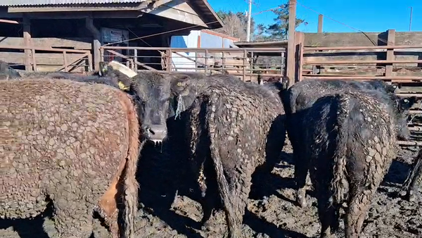 Lote 20 Vaquilla Gorda en Los Ángeles, VIII Región Biobío