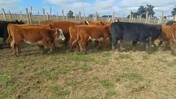 Lote 60 Terneras 14 RA,  11 AA,  11 AA X HE,  5 HE,  6 HE X SH,  2 CH X HE,  11 HE X RA 205kg -  en COSTA DE CEBOLLATÍ, CAMINO VECINAL A 22KM DE RUTA 15 A 37KM DE LASCANO