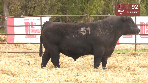 51 4087 — TOROS ANGUS NEGROS  PC