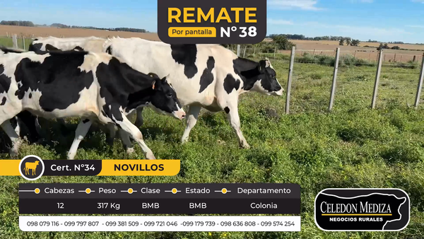 Lote 12 Novillos en Colonia
