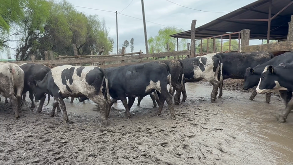 Lote 50 Vaquilla Gorda en Yerbas Buenas, VII  Región Maule