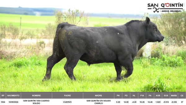 Lote ABERDEEN ANGUS PI