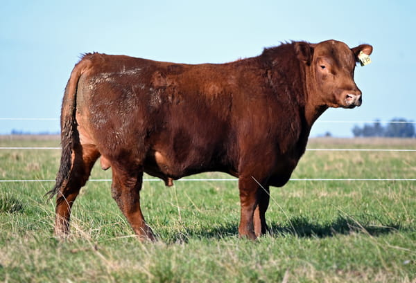 Lote TOROS PUROS DE PEDIGREE