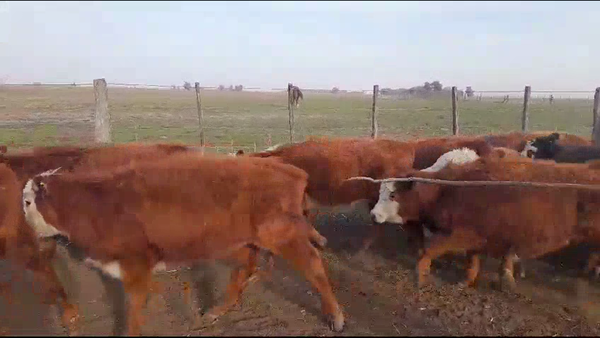 Lote 30 Terneros/as en Pirovano, Buenos Aires