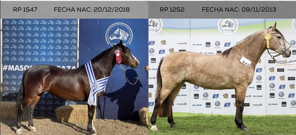 Lote EMBRIONES TARANTULA Y OLIMPICA