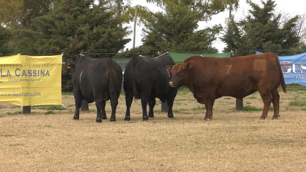 Lote TOROS ANGUS PUROS CONTROLADOS