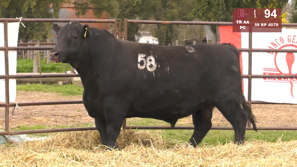 58 4079 — TOROS ANGUS NEGROS  PC