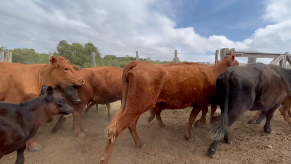 Lote 34 Piezas de cría en Arbolito, Rocha