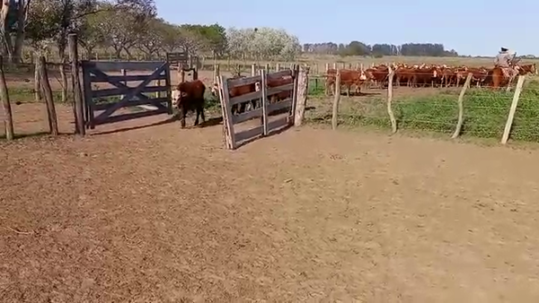 Lote 80 Terneros en Santa Lucía, Corrientes