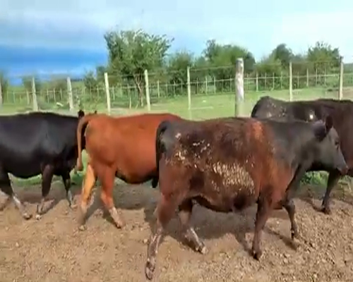 Lote 27 Vaquillonas en Magdalena, Buenos Aires