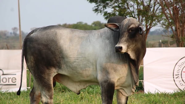 Lote LOTE 61