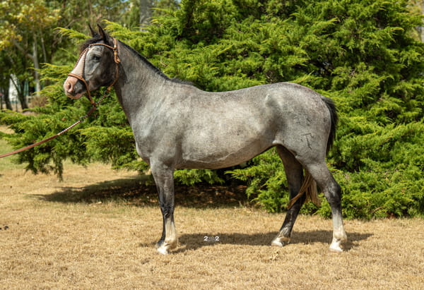 Lote CIMBRA LA TROPILLA