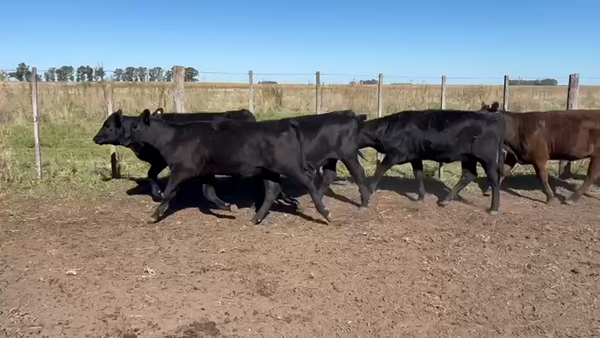 Lote 37 Terneras en Urdampilleta