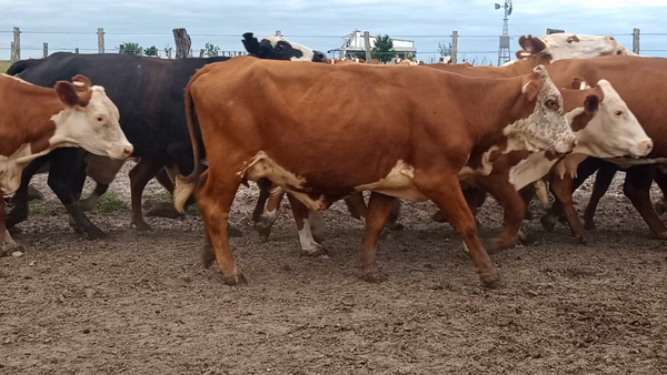 Lote 35 Vacas de invernar