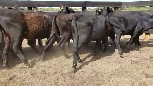 Lote 18 Vaquillonas  Angus Negras en Cosmopolita