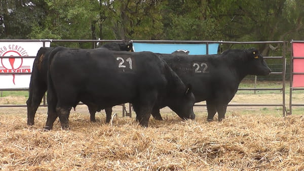 Lote TOROS ANGUS NEGROS PC