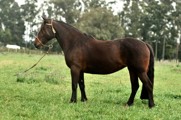 Lote RC Milagrosa (RP 99) Cabaña "La Cañada"