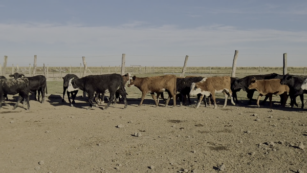 Lote 115 Terneras en Santa Fe, Los Amores