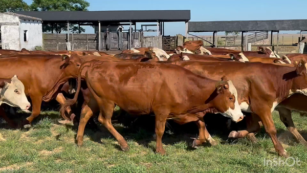 Lote 195 Novillos en Corrientes, Mercedes