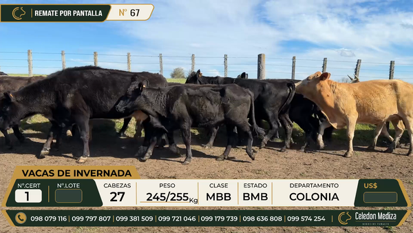 Lote 27 Vacas de Invernada en Paso Antolín, Colonia