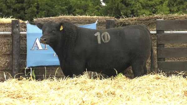 15 - 30744N — TOROS ANGUS PURO CONTROLADO