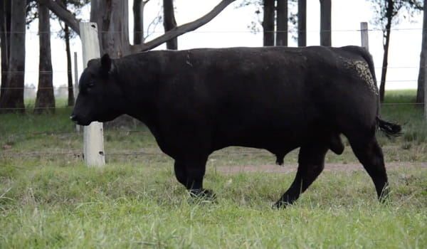 Lote ABERDEEN ANGUS PURO CONTROLADO SA