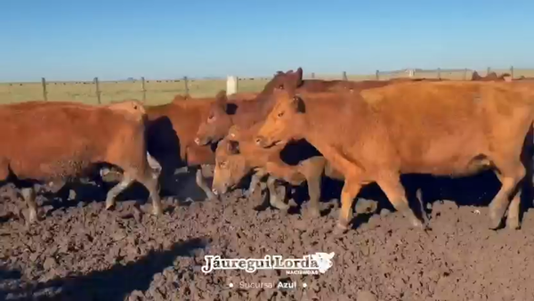 Lote 100 Vacas medio uso preñadas