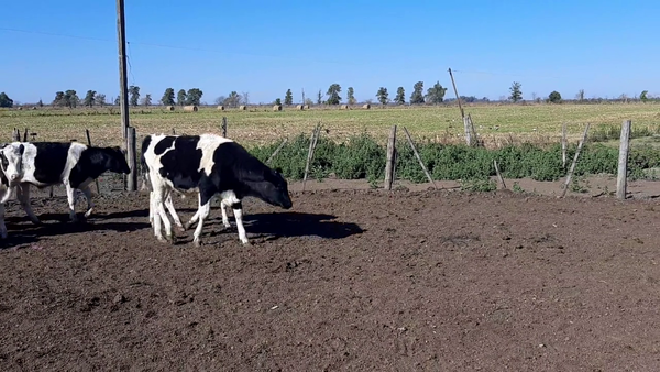 Lote 22 Terneros en Sunchales, Santa Fe