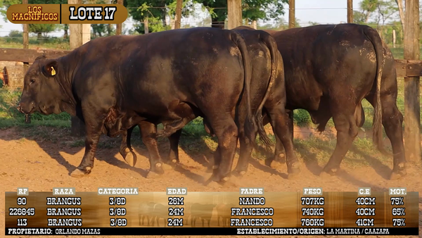 Lote LOTE 17 - VIVO