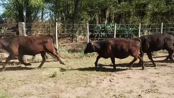 Lote 35 Terneros en Bonifacio