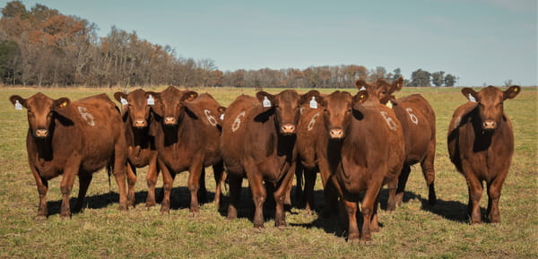 Lote Vaquillonas Angus PC Primavera