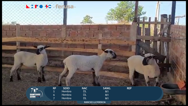 Lote LOTE 43 - CAMPO