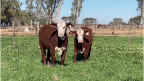 Lote CABAÑA LOS CHARABONES