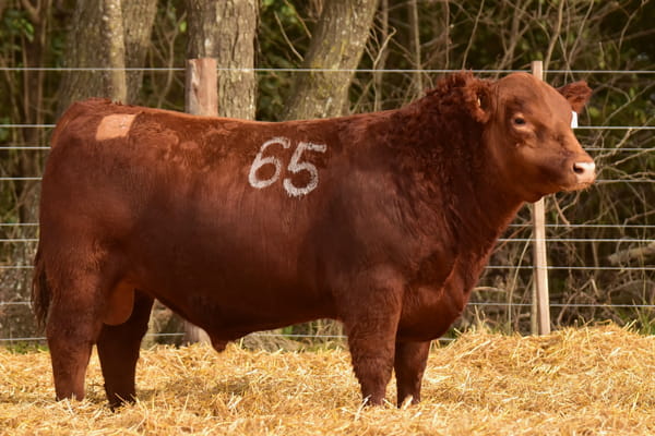 45628 — TOROS ANGUS PC