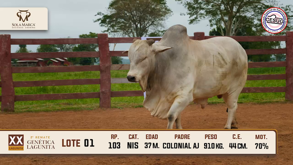 Lote Lote 1