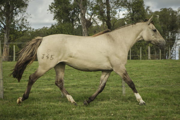 Lote Blancanieves 345 de La Casilla