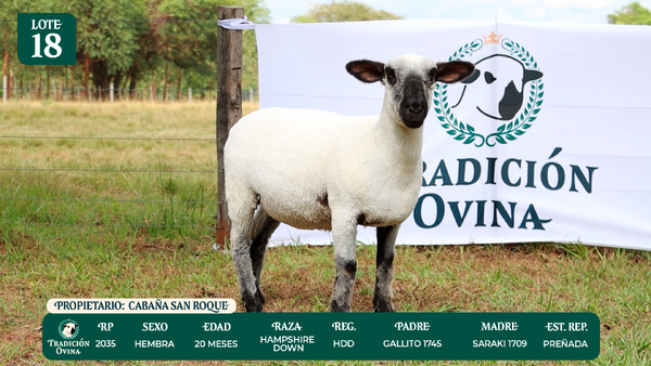 Lote LOTE 18