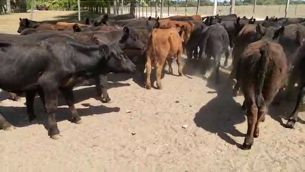 Lote 35 Terneros/as en Brandsen, Buenos Aires